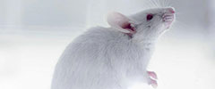 慢性胰腺炎(CP)大鼠模型